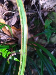 Haplopteris flexuosa