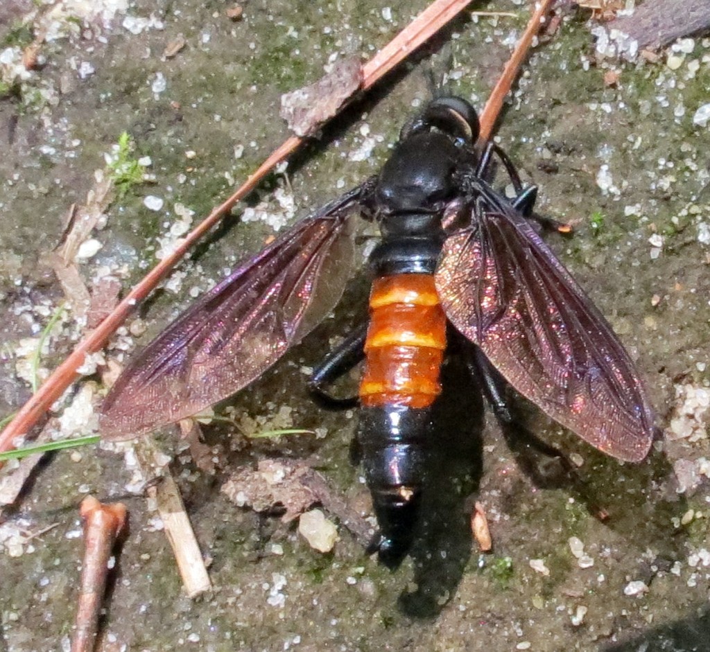 Mydas fulvifrons