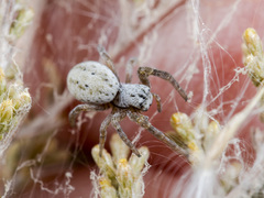 Stegodyphus lineatus