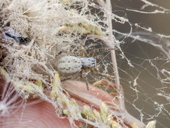 Stegodyphus lineatus