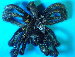 Antrodiaetus unicolor
