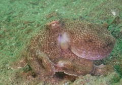 Amphioctopus