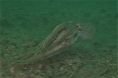 Amphioctopus