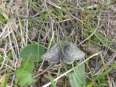 Metaxmeste phrygialis