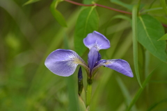 Iris versicolor