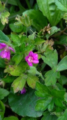 Geranium nepalense thunbergii