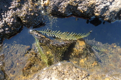 Blechnum francii