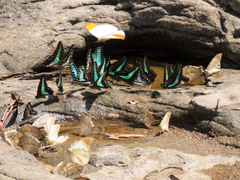 Graphium doson axion