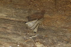 Palthis angustipennis