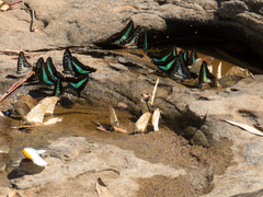 Graphium sarpedon luctatius