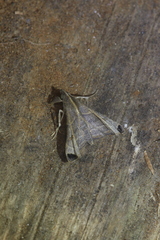 Palthis angustipennis