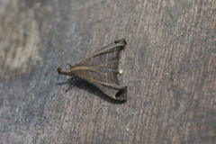 Palthis angustipennis