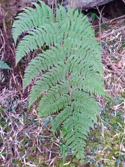 Dryopteris peranema