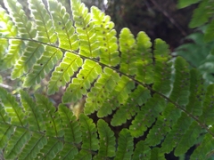 Dryopteris peranema