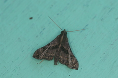 Palthis asopialis