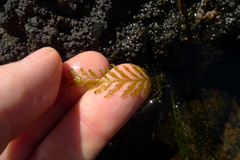 Blechnum francii