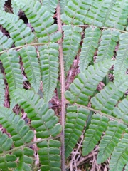 Dryopteris peranema
