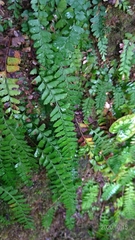 Osmolindsaea odorata