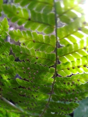 Dryopteris peranema