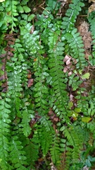 Osmolindsaea odorata