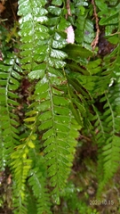 Osmolindsaea odorata