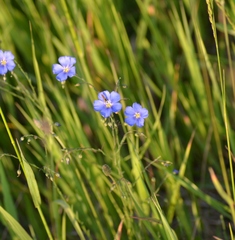 Linum perenne