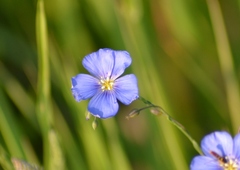 Linum perenne