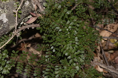 Mezoneuron brachycarpum