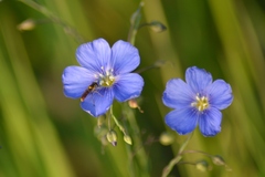 Linum perenne