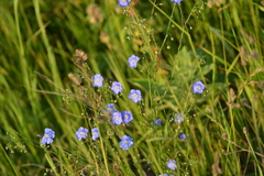 Linum perenne