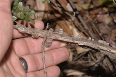 Mezoneuron brachycarpum
