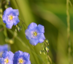 Linum perenne