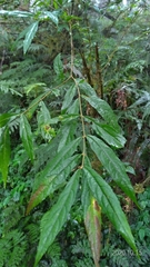 Callicarpa pilosissima