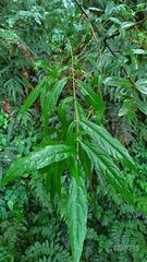 Callicarpa pilosissima