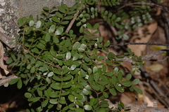 Mezoneuron brachycarpum