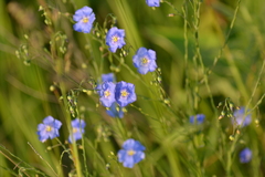 Linum perenne