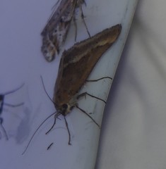 Pyrausta aerealis