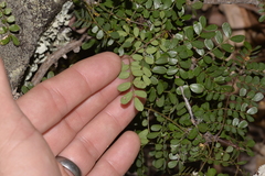 Mezoneuron brachycarpum