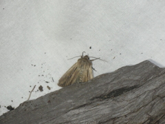 Mythimna anderreggii