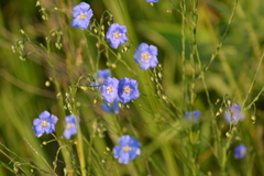 Linum perenne