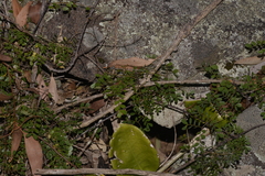 Mezoneuron brachycarpum