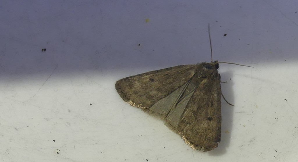 Marsh Moth