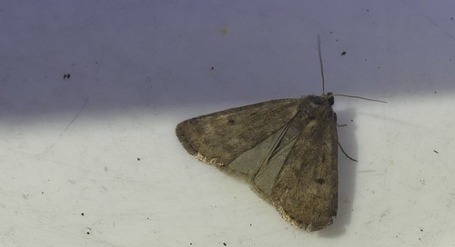 Marsh Moth