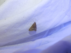 Pyrausta aerealis