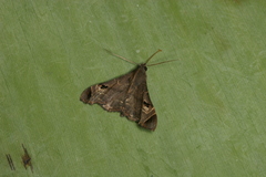 Palthis bizialis