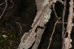 Mezoneuron brachycarpum