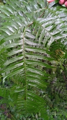 Pteris terminalis