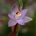 Peppertop Sun-Orchid - Photo (c) johneichler, some rights reserved (CC BY-NC), uploaded by johneichler