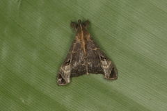 Palthis bizialis