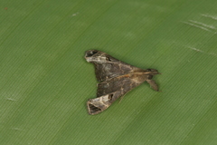 Palthis bizialis